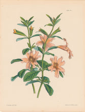 Load image into Gallery viewer, Paxton, Joseph  “Large Flowered Glutinous Diplacus.” Plate 92.
