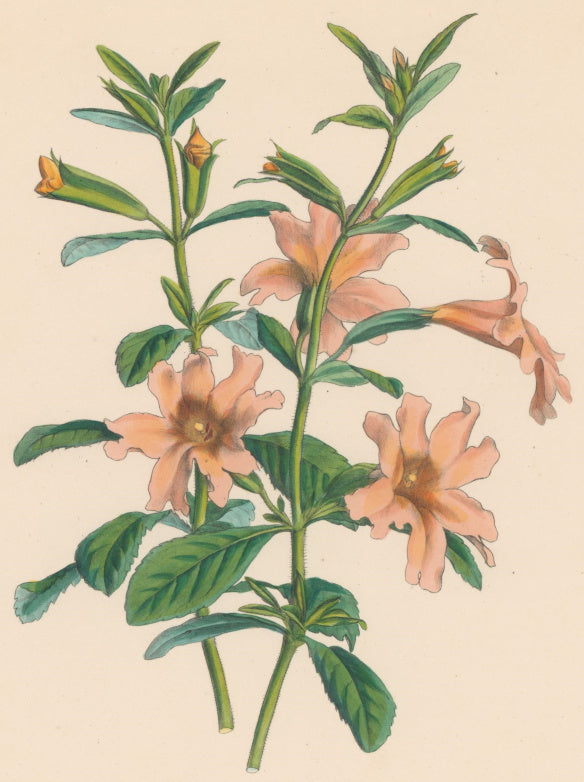 Paxton, Joseph  “Large Flowered Glutinous Diplacus.” Plate 92.