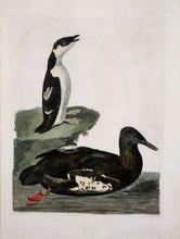 Load image into Gallery viewer, Pennant, Thomas &quot;The Little Auk&quot; From The British Zoology
