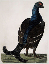 Load image into Gallery viewer, Pennant, Thomas &quot;The Black Cock&quot; From The British Zoology
