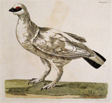 Load image into Gallery viewer, Pennant, Thomas &quot;Ptarmigan&quot; From The British Zoology
