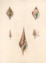 Load image into Gallery viewer, Clarke, John  “Distorta; Rostellaria.”  Plate 10.
