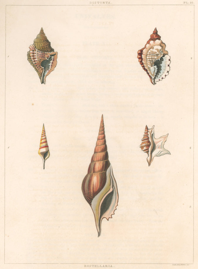 Clarke, John  “Distorta; Rostellaria.”  Plate 10.