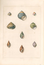 Load image into Gallery viewer, Clarke, John  “Helix; Strigula.”  Plate 15.
