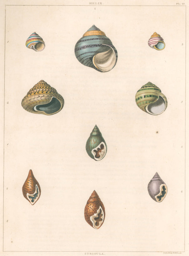 Clarke, John  “Helix; Strigula.”  Plate 15.
