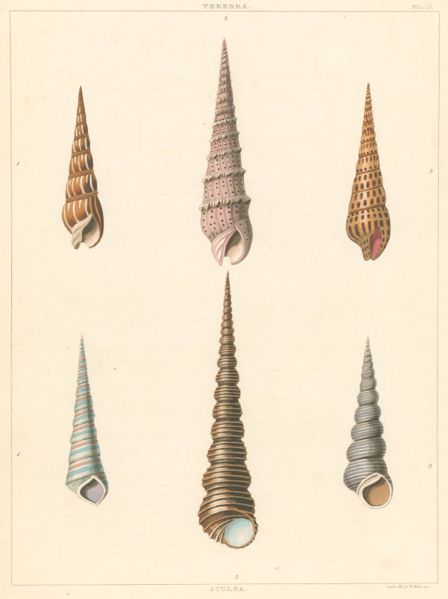 Clarke, John  “Terebra; Aculea.”  Plate 16.