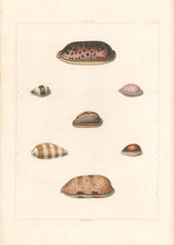 Load image into Gallery viewer, Clarke, John  “Cypraea.”  Plate 20.
