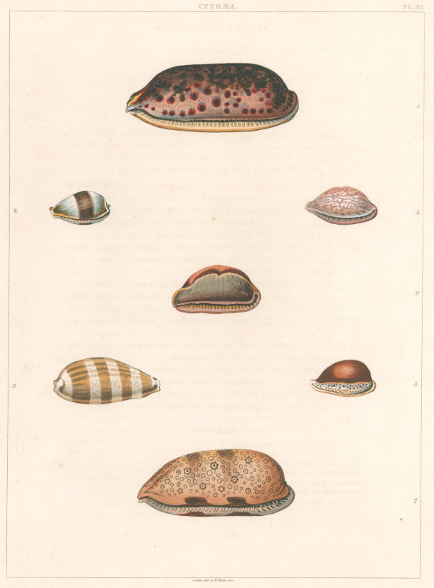 Clarke, John  “Cypraea.”  Plate 20.