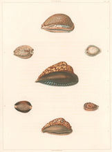 Load image into Gallery viewer, Clarke, John  “Cypraea.”  Plate 21.
