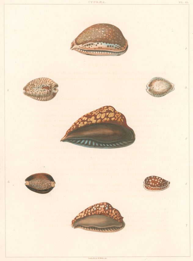 Clarke, John  “Cypraea.”  Plate 21.
