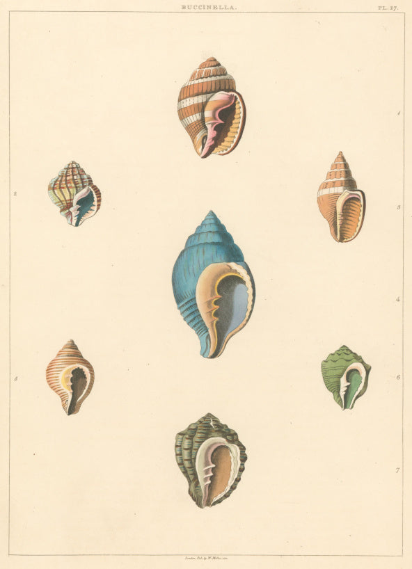 Clarke, John  “Buccinella.”  Plate 27.