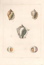 Load image into Gallery viewer, Clarke, John  “Cassidea; Nerites.”  Plate 34.

