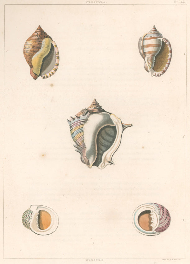 Clarke, John  “Cassidea; Nerites.”  Plate 34.