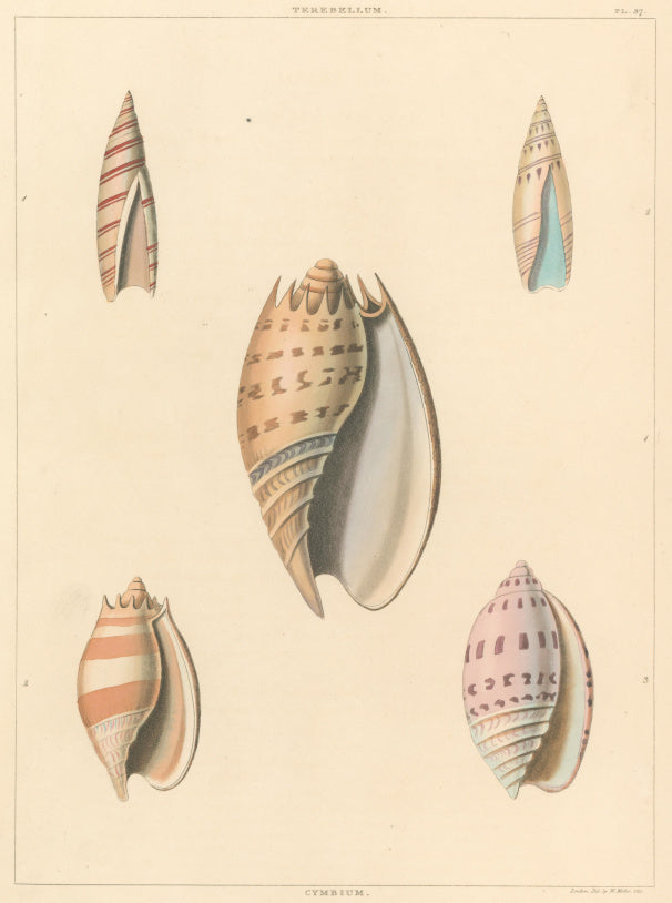 Clarke, John  “Terebellum; Cymbium.”  Plate 37.