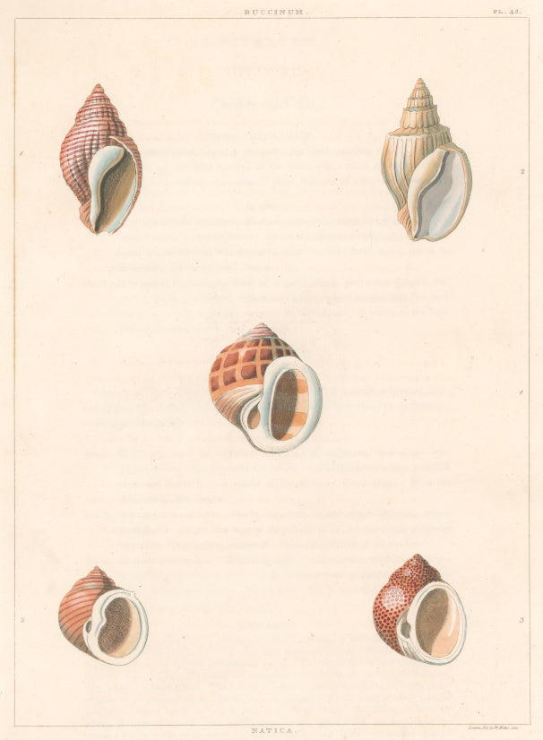 Clarke, John  “Buccinum; Natica.”  Plate 48.