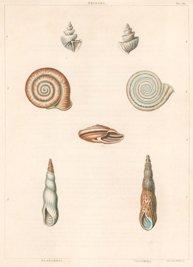 Clarke, John  “Trigona; Planorbis; Columna.” Plate 51.