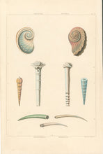 Load image into Gallery viewer, Clarke, John  “Haliotis; Aquiaria; Orthoceras; Dentalia.” Plate 52.
