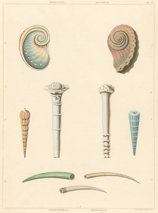 Clarke, John  “Haliotis; Aquiaria; Orthoceras; Dentalia.” Plate 52.