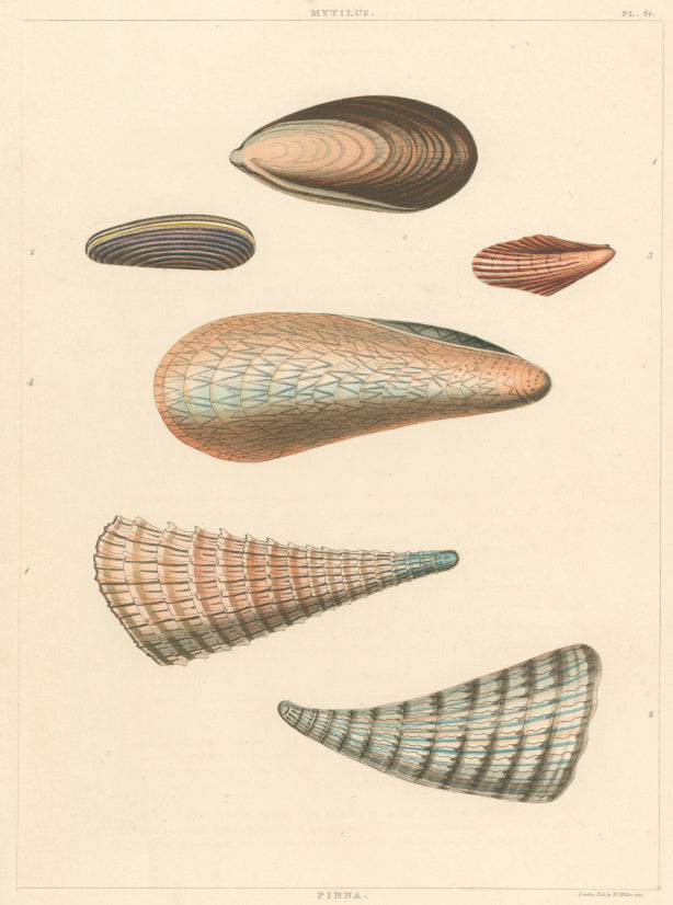 Clarke, John  “Mytilus; Pinna.” Plate 61.