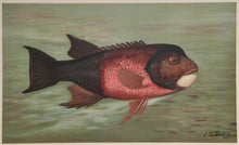 Load image into Gallery viewer, Petrie, J.L.  &quot;The California Redfish or Fat-head&quot;
