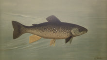 Load image into Gallery viewer, Petrie, J.L.  &quot;Hybrid Trout -- Cross of the Lake and Brook Trout.&quot;
