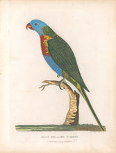 Load image into Gallery viewer, Unattributed  &quot;Blue Bellied Parrot.&quot; [Rainbow Lorikeet]
