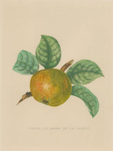 Load image into Gallery viewer, Bivort, Alexandre Joseph Désiré  “Pomme de Jaune de La Sarthe.” From &quot;Annales de Pomologie Belge et Etrangère&quot;
