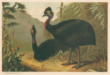 Load image into Gallery viewer, Prang, Louis.  “Cassowary.”
