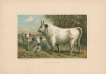 Load image into Gallery viewer, Prang, Louis.  “Chillingham Cattle.”
