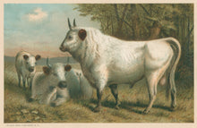 Load image into Gallery viewer, Prang, Louis.  “Chillingham Cattle.”
