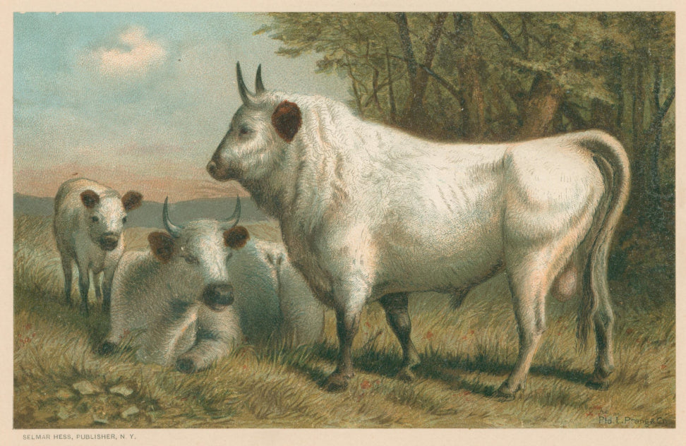 Prang, Louis.  “Chillingham Cattle.”