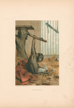 Load image into Gallery viewer, Prang, Louis.  “Chimpanzee.”
