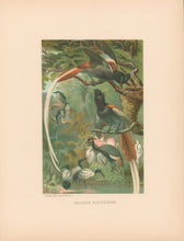 Load image into Gallery viewer, Prang, Louis.  “Paradise Flycatchers.”
