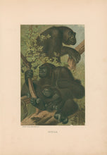Load image into Gallery viewer, Prang, Louis.  “Gorilla.”
