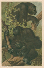 Load image into Gallery viewer, Prang, Louis.  “Gorilla.”
