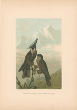 Load image into Gallery viewer, Prang, Louis.  “Linden’s Helmet-Crested Humming Bird.”
