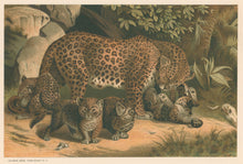 Load image into Gallery viewer, Prang, Louis.  “Leopard.”
