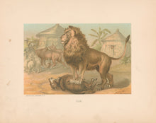 Load image into Gallery viewer, Prang, Louis.  “Lion.”
