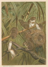 Load image into Gallery viewer, Prang, Louis.  “Harvest Mouse.”
