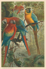 Load image into Gallery viewer, Prang, Louis.  “Parrots.”

