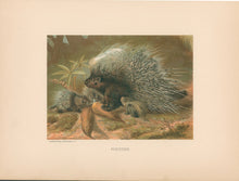 Load image into Gallery viewer, Prang, Louis.  “Porcupine.”
