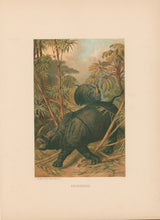 Load image into Gallery viewer, Prang, Louis.  “Rhinoceros.”
