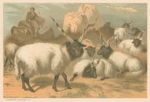 Load image into Gallery viewer, Prang, Louis.  “Wallachian Sheep.”
