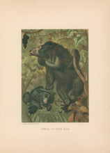 Load image into Gallery viewer, Prang, Louis.  “Aswail, Or Sloth Bear.”
