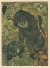 Load image into Gallery viewer, Prang, Louis.  “Aswail, Or Sloth Bear.”
