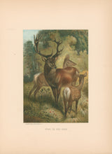 Load image into Gallery viewer, Prang, Louis.  “Stag, or Red Deer.”
