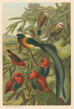Load image into Gallery viewer, Prang, Louis.  “Weaver Birds.”
