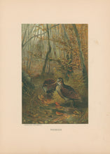 Load image into Gallery viewer, Prang, Louis.  “Woodcock.”

