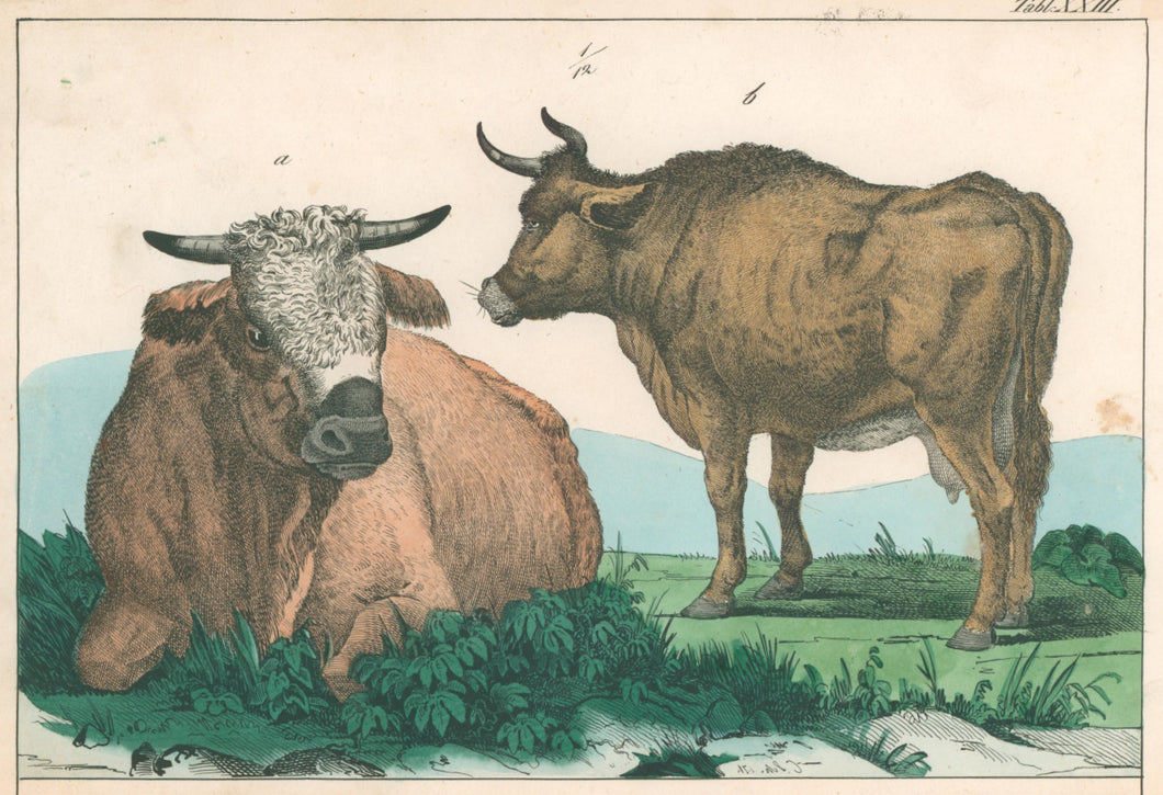 Schubert [Cattle] Pl. XXIII