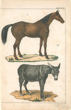 Load image into Gallery viewer, Schubert [Horse &amp; Donkey] Pl. XXVII
